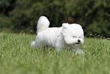 BICHON FRISE 460